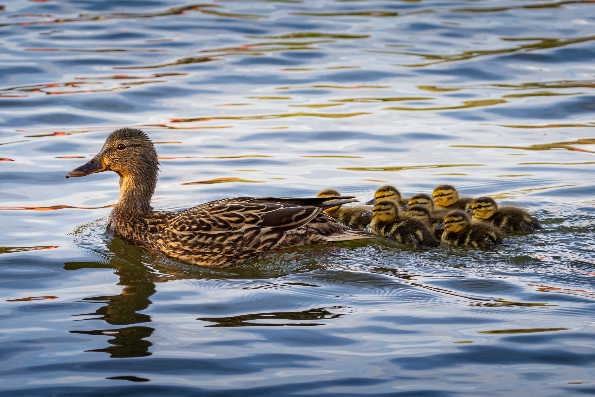 Female mallard duck, with ducklings swimming behind.
