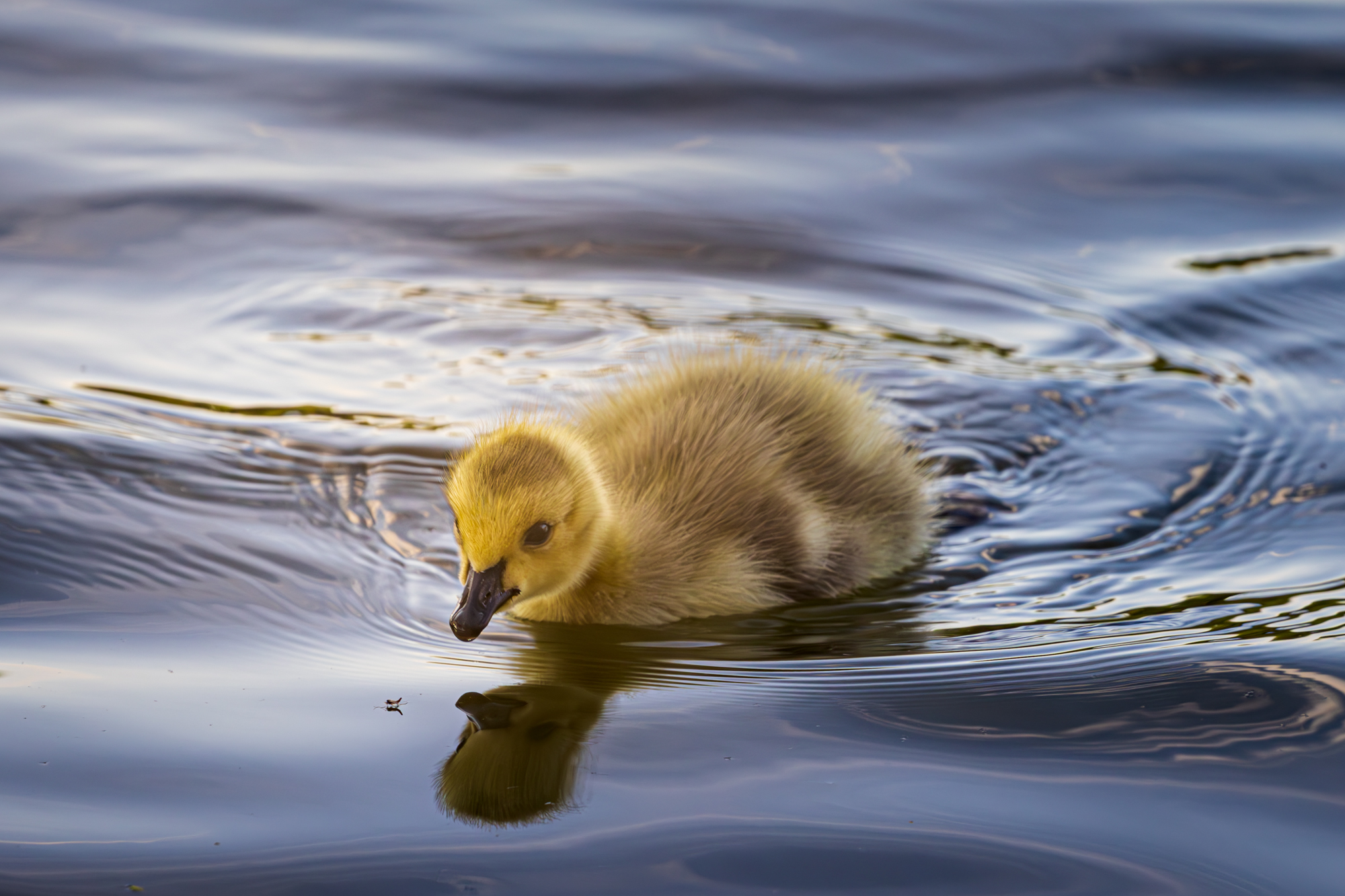Mallard duckling swimming in the water, curiously looking at a bug on the surface of the water