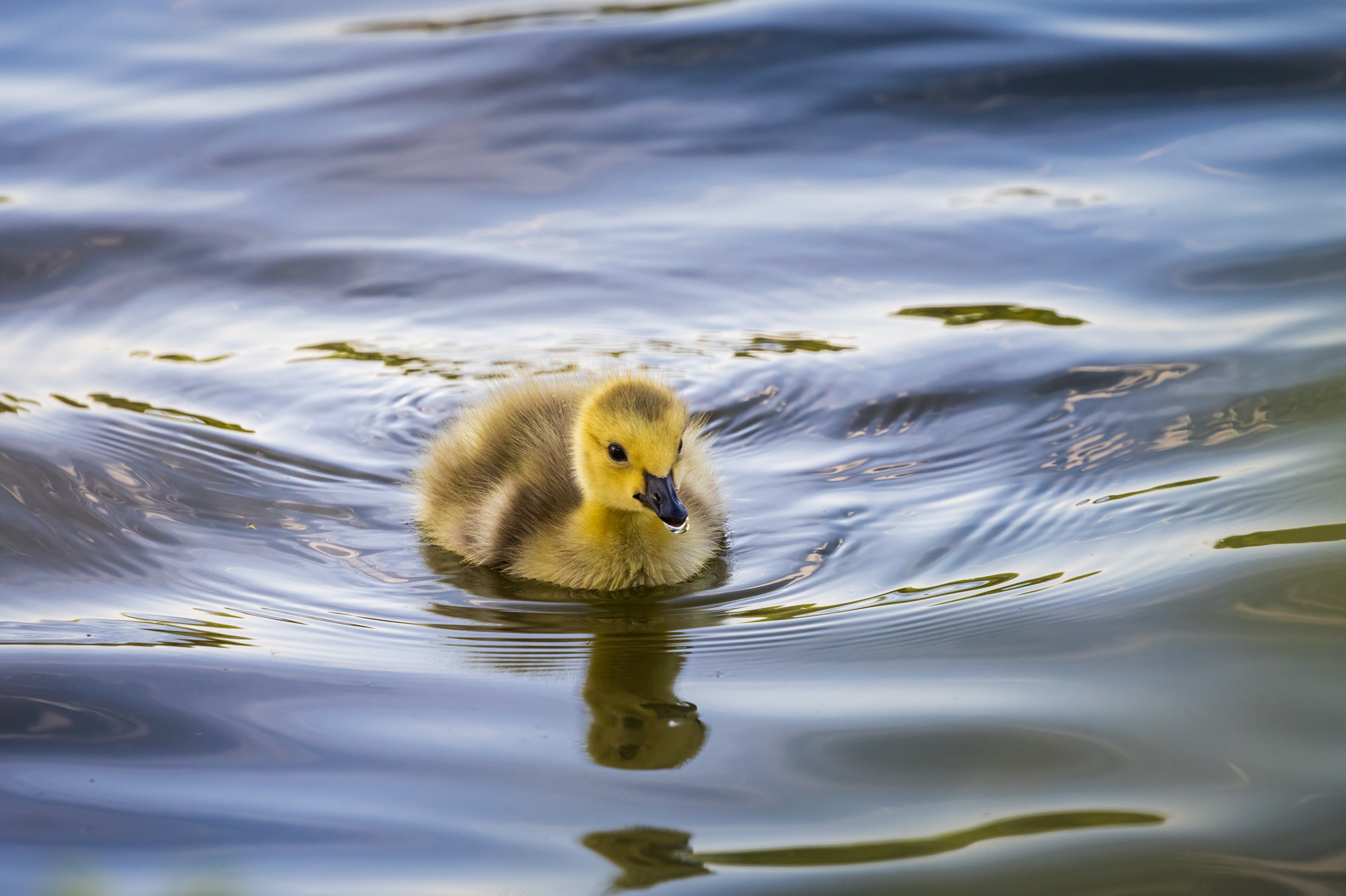 Mallard duckling swimming in the water,