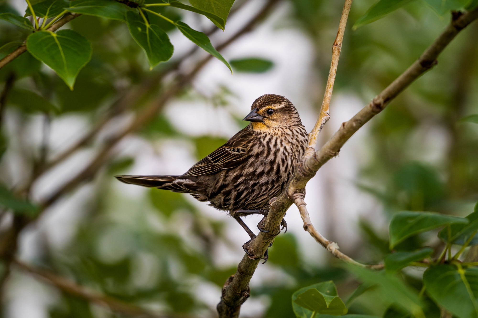 Female Red-winged Blackbird sitting on a branch in a tree