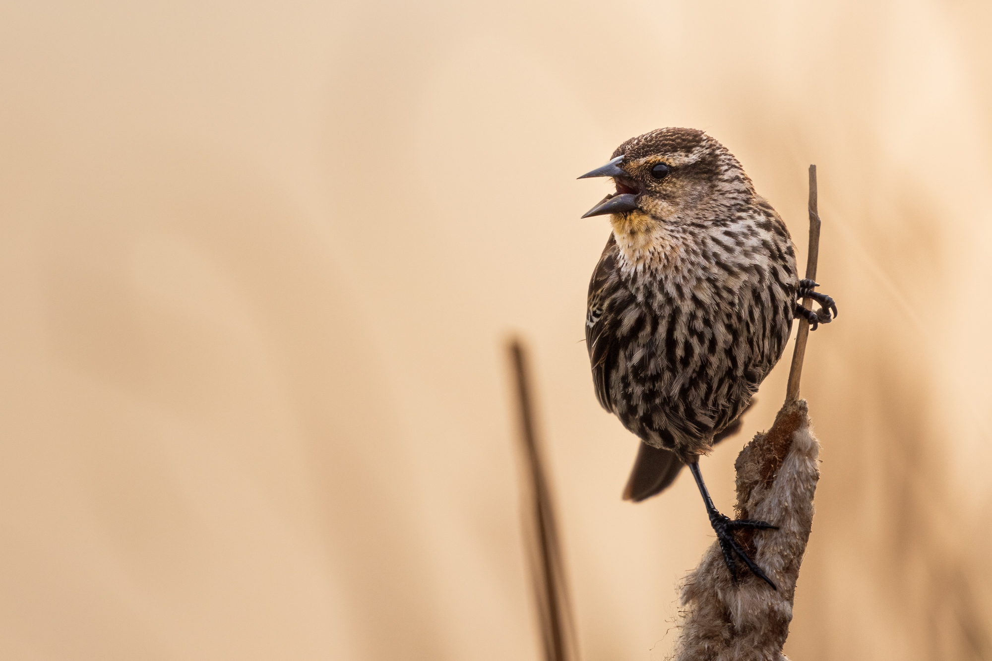 Female Red-winged Blackbird sitting on a cattail