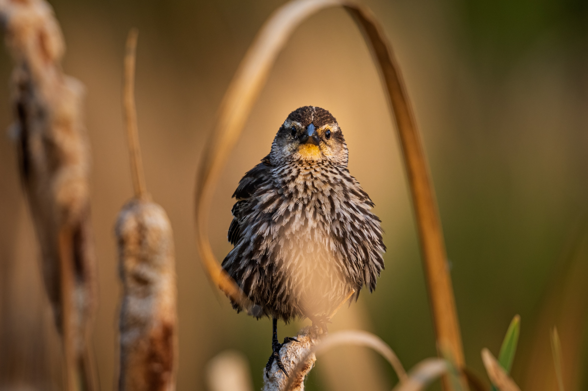 Female Red-winged Blackbird looking straight into the camera sitting on a cattail framed by a large, dried piece of grass