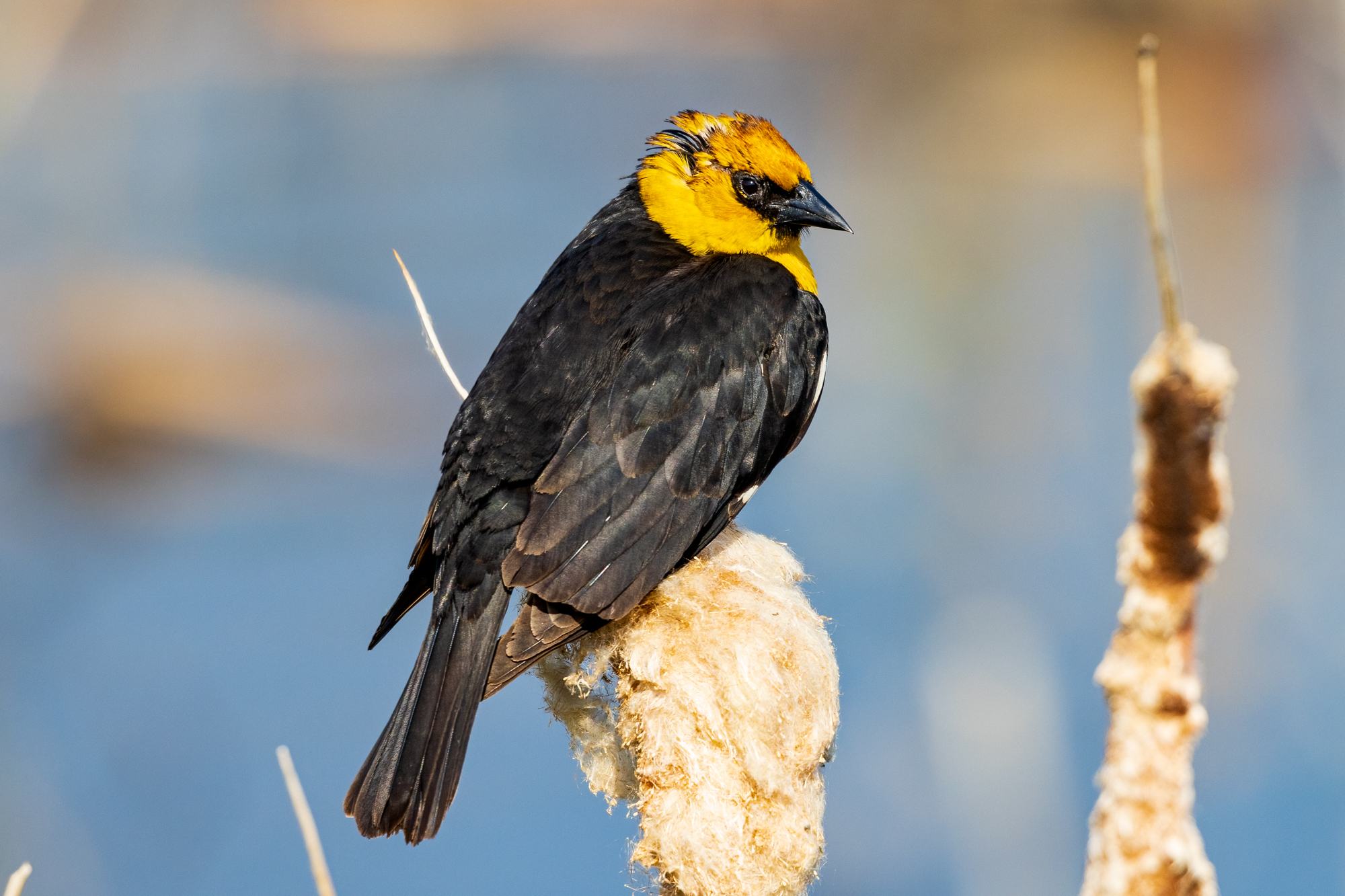 Yellow-headed Blackbird on dried cattail