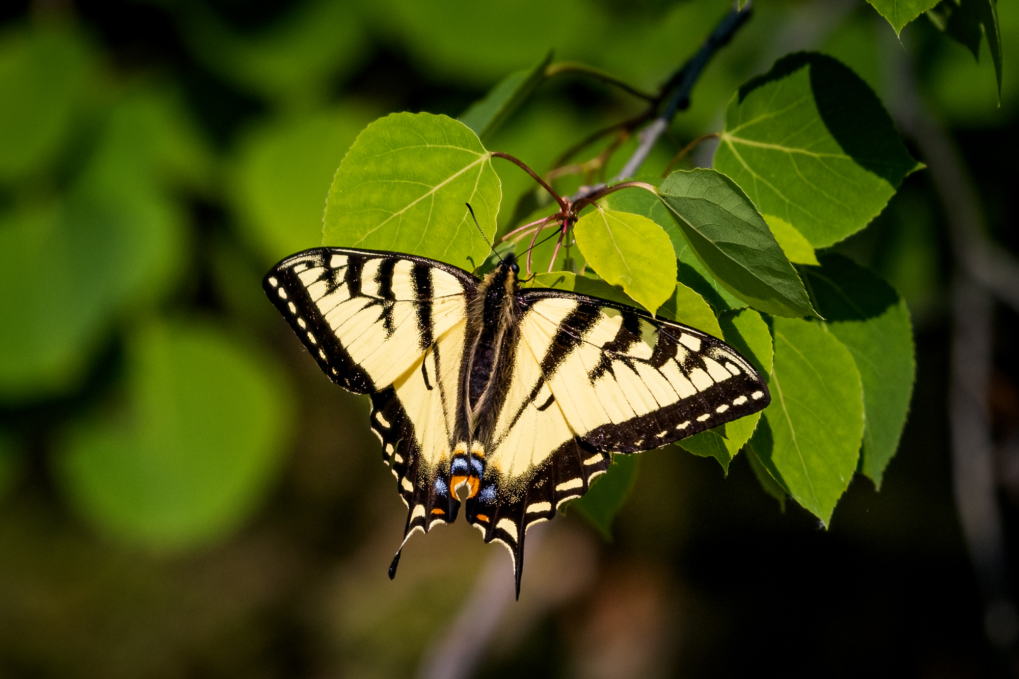 Canadian Tiger Swallowtail on a leafy branch