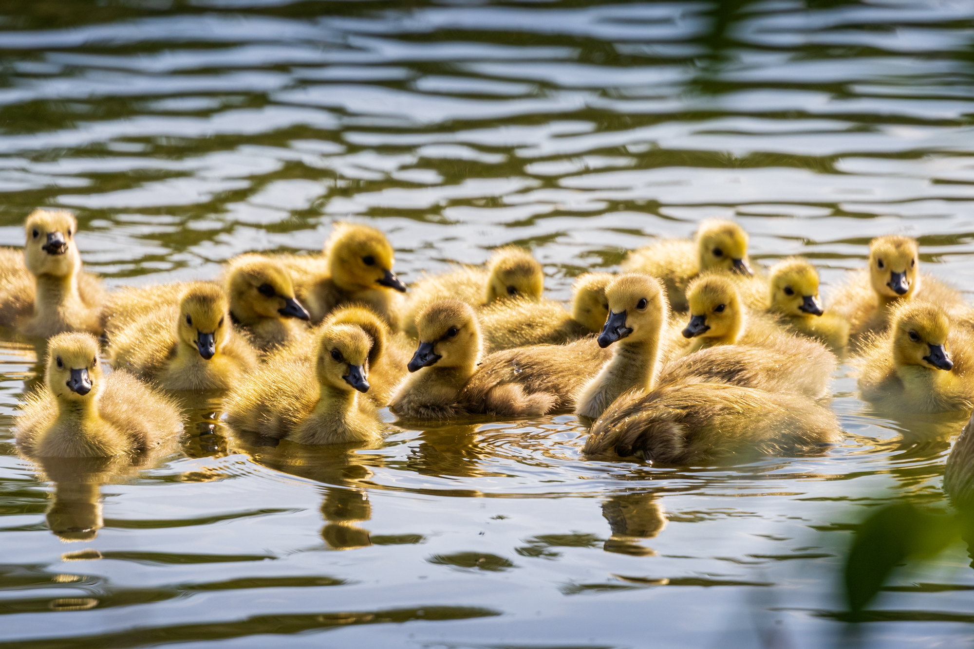 Sixteen Canada Goose goslings swimming in the water