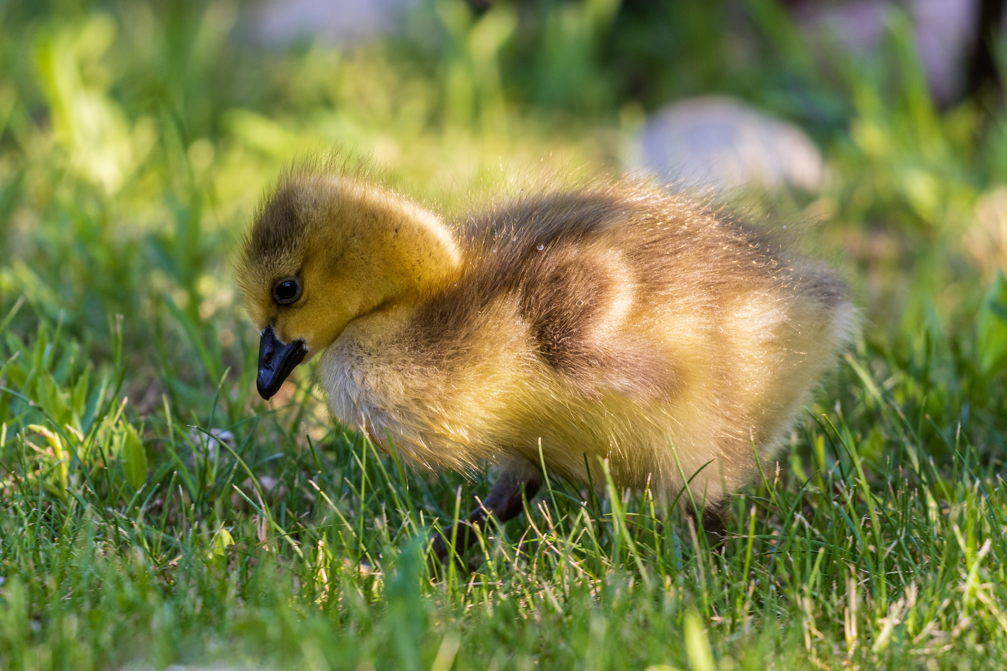 Canada Goose gosling on the grass