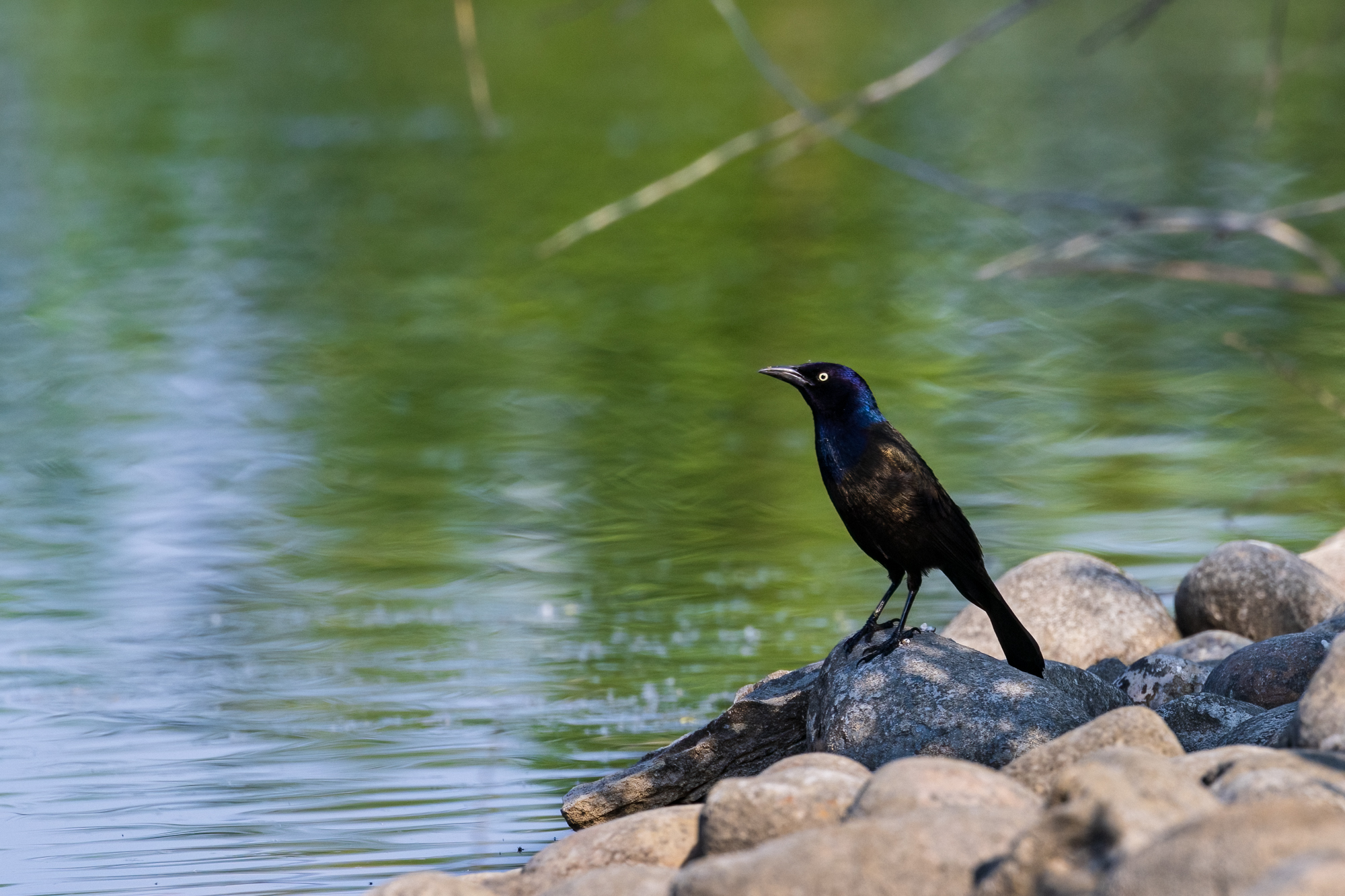 Common Grackle standing on a rocky shoreline