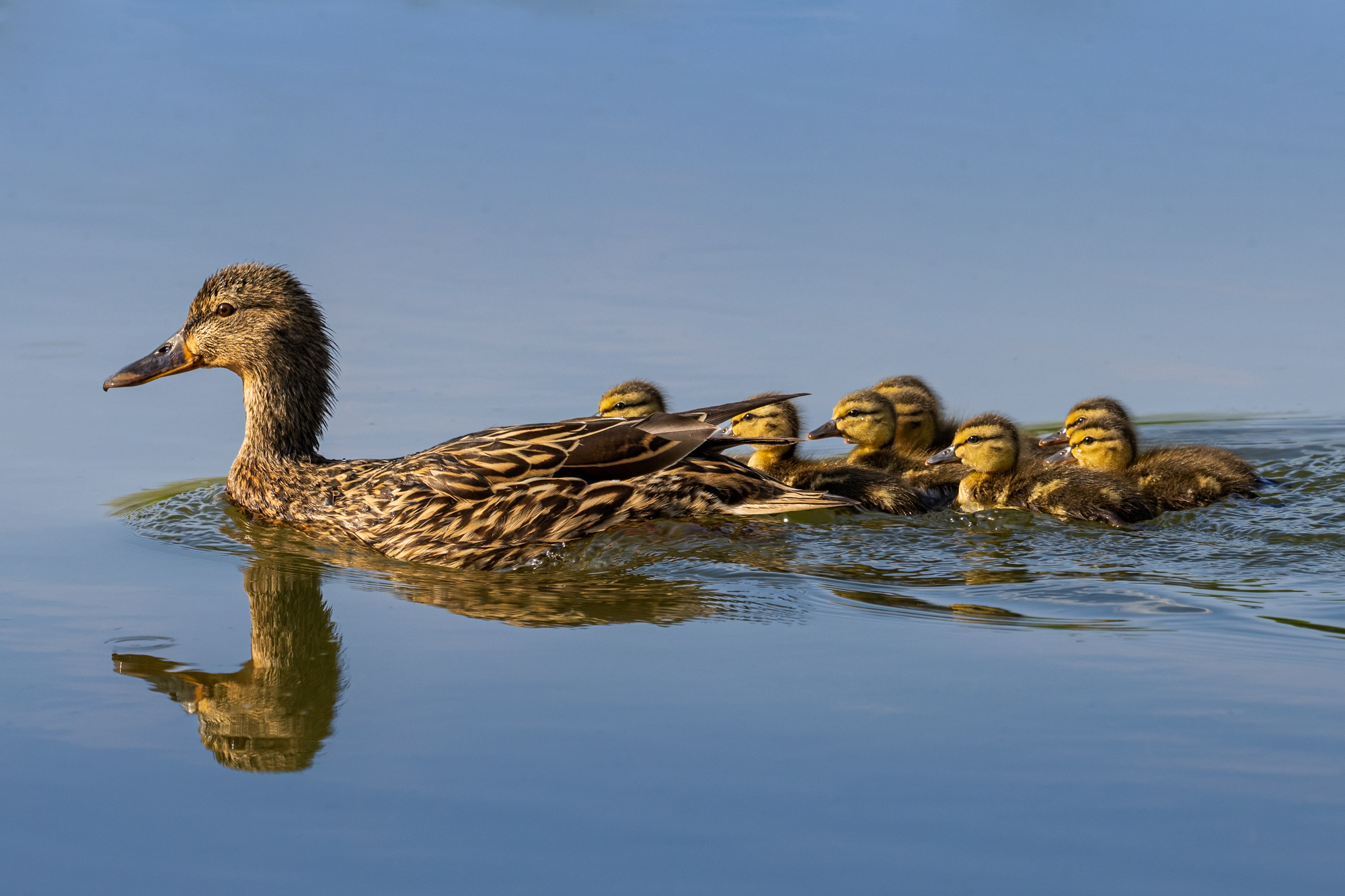 Female mallard and eight ducklings swimming in the water