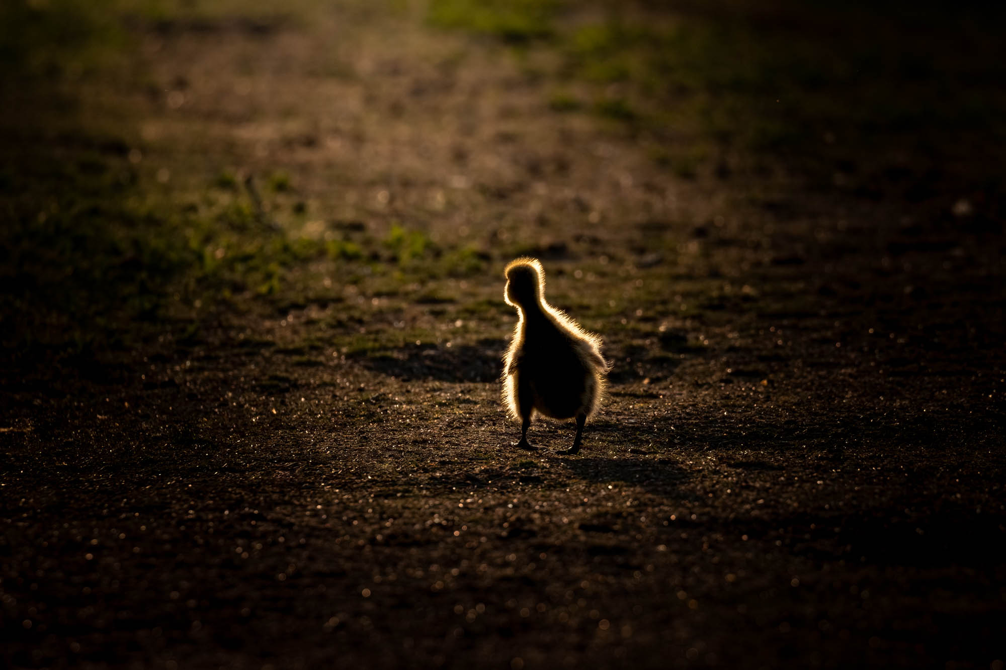 Canada Goose gosling walking towards the sunset