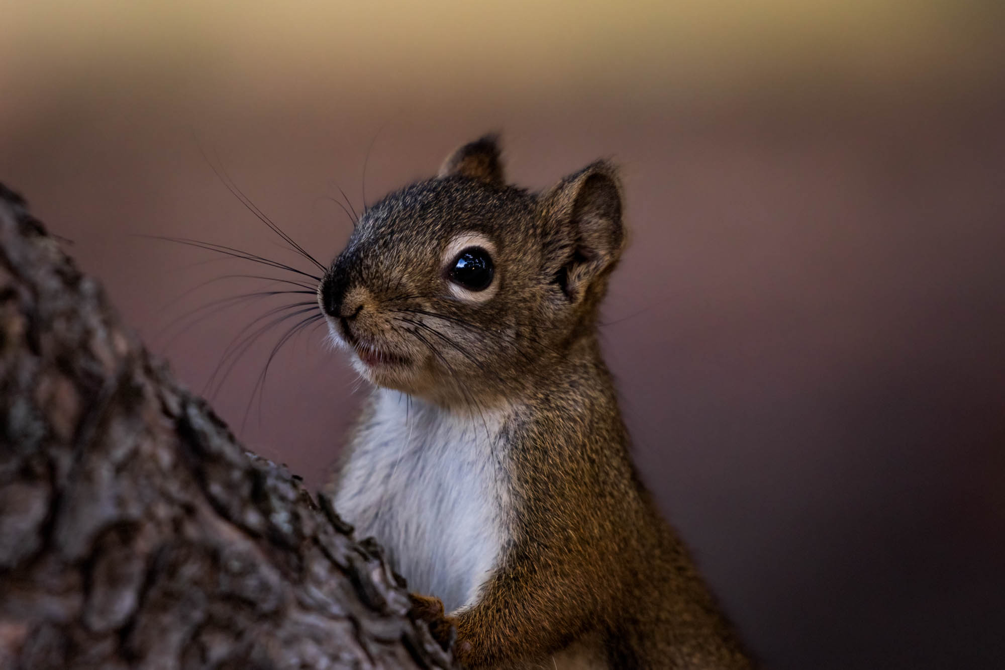 Close up shot of a Squirrel climbing up a tree