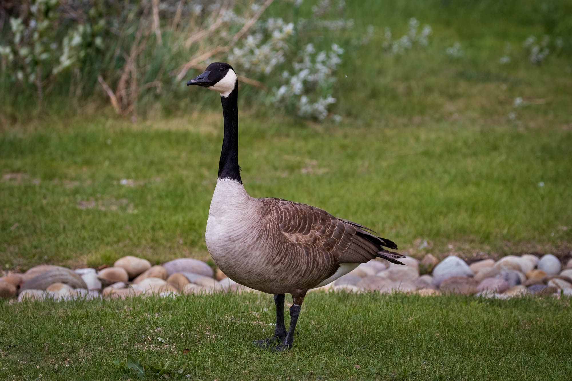 Canada Goose standing on the grass
