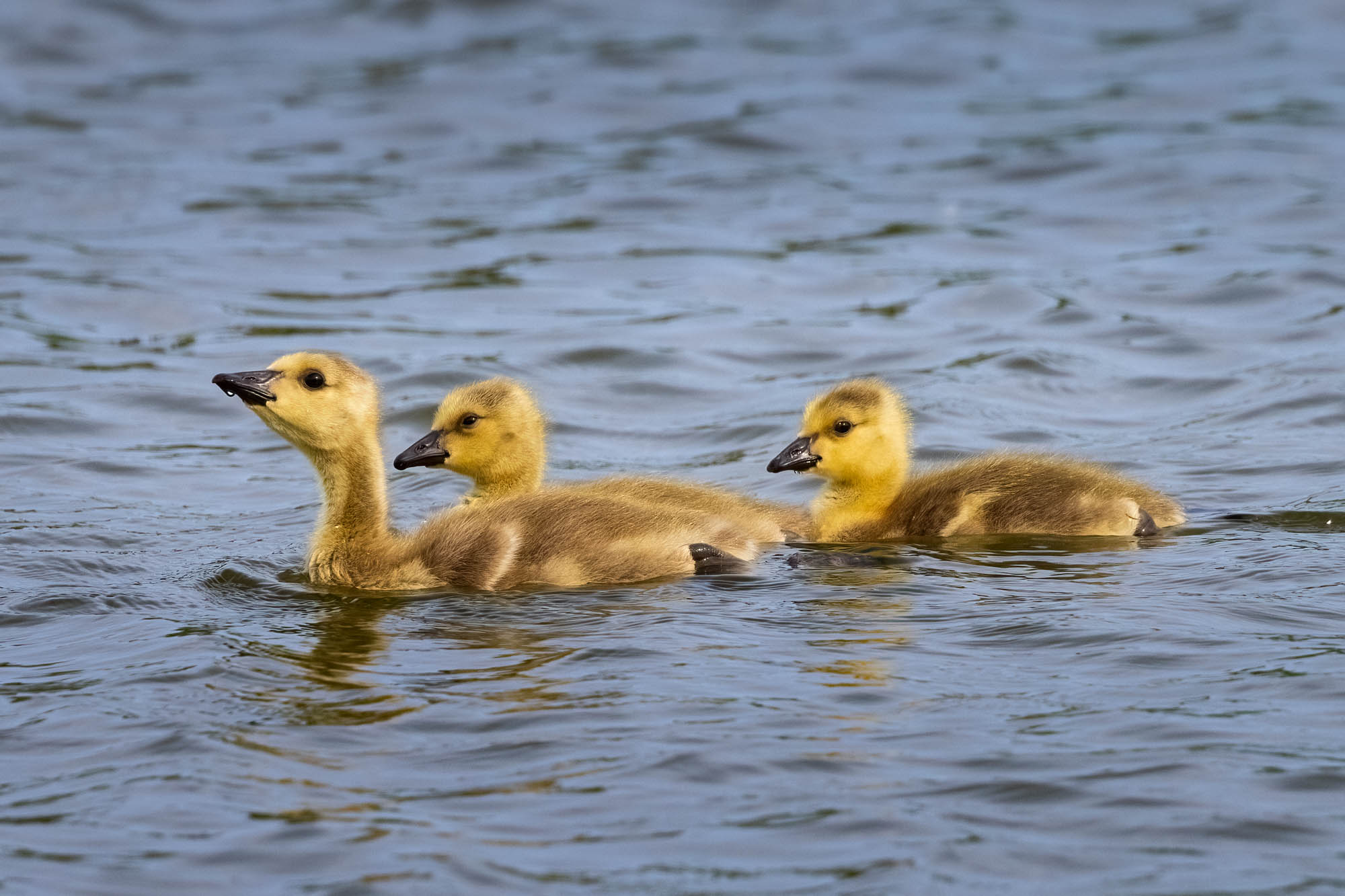 Three Canada Goose goslings swimming in the water