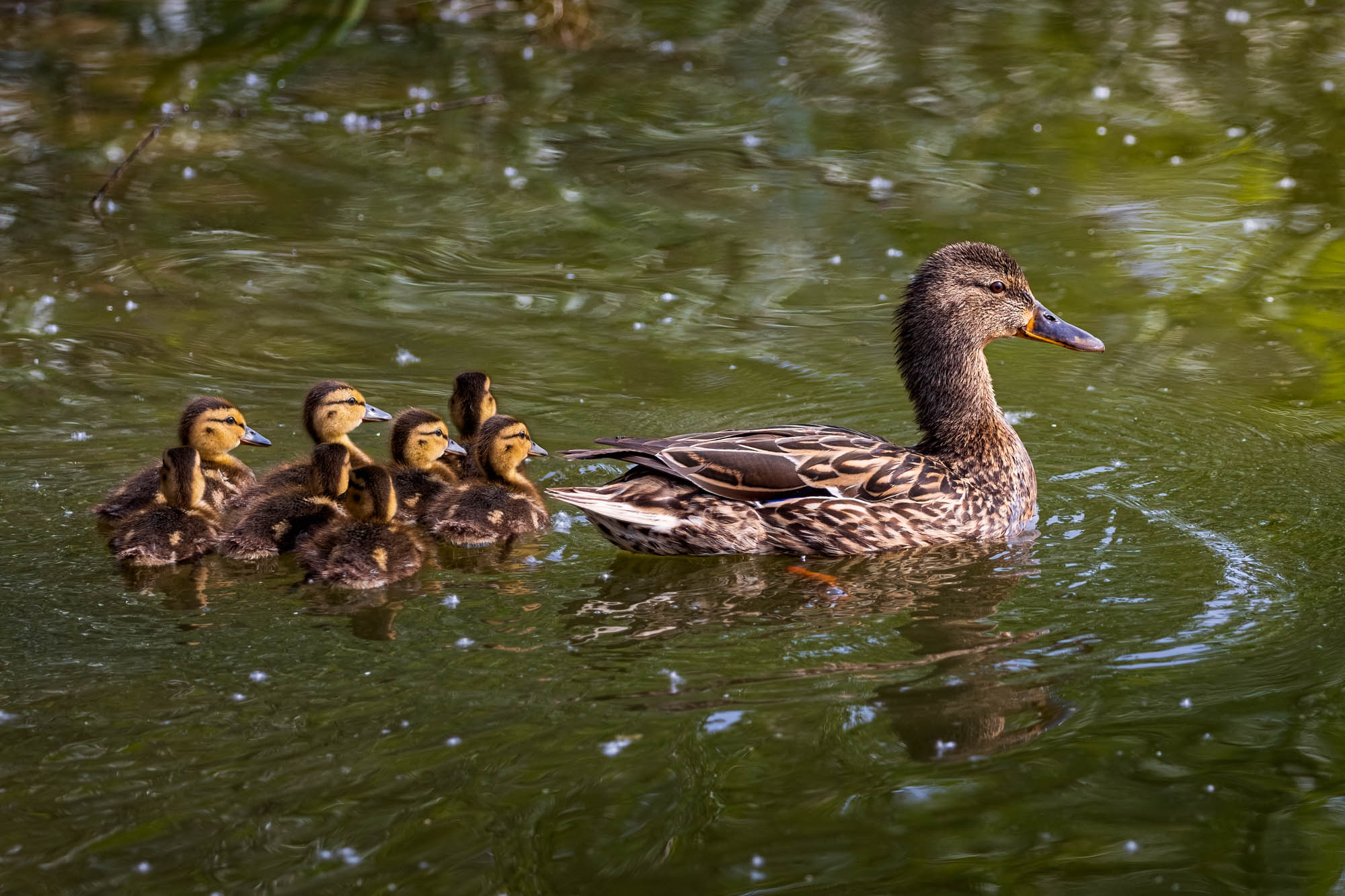 Female Mallard and eight ducklings swimming in the water